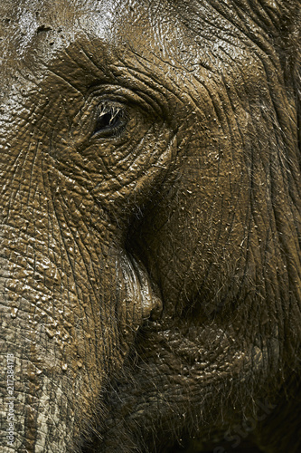 An eye of an Elephant