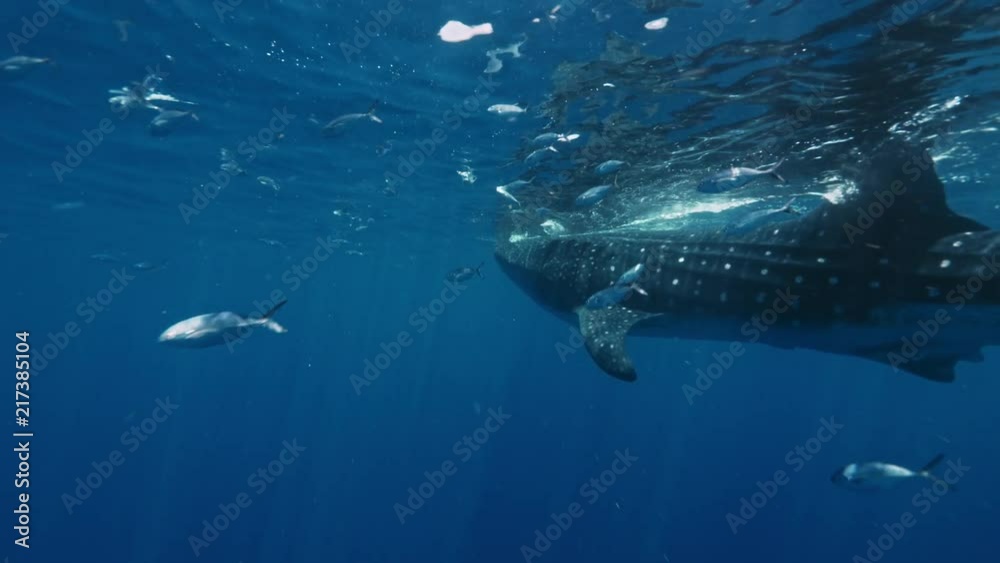 Whale Shark Underwater in Ocean water on blue background Whale Shark Underwater in Ocean water on blue background