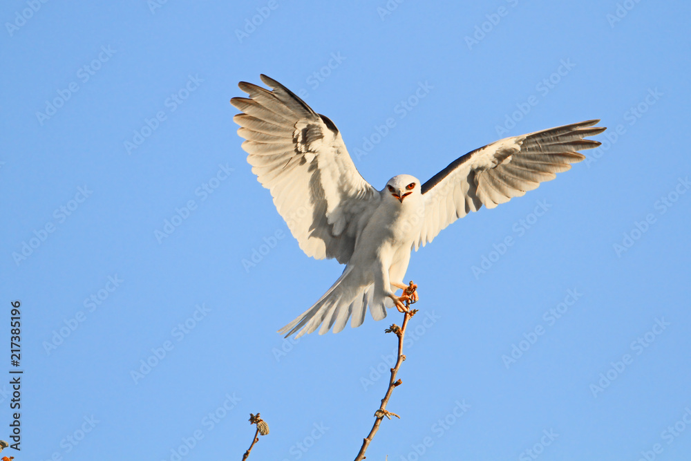 Fototapeta premium White-tailed Kite (Elanus leucurus) 