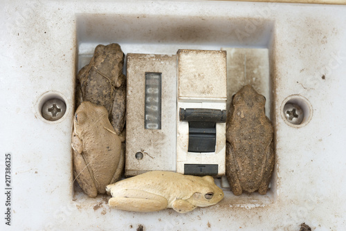 frogs and cane toads make a home in a light switch box, Karumba, Australia.