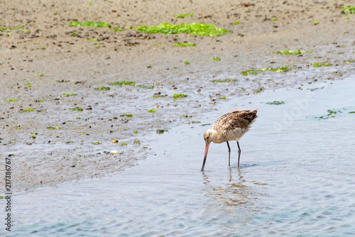 One long billed curlew foraging for food on the banks of a wetland in Northern California.