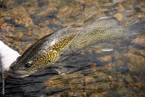 Eastern freshwater cod