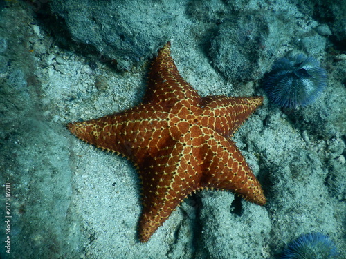 Starfish upclose