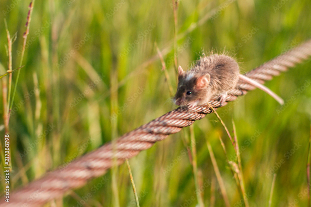 Brown mouse Running across rusted wire in the grass summer Brown mouse Running across rusted wire in the grass summer