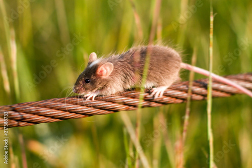 Brown mouse Running across rusted wire in the grass summer