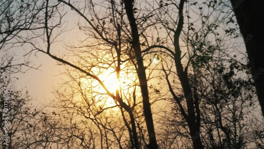 PANNING 4K shot of sun during golden hour in-between trees in a forest PANNING 4K shot of sun during golden hour in-between trees in a forest