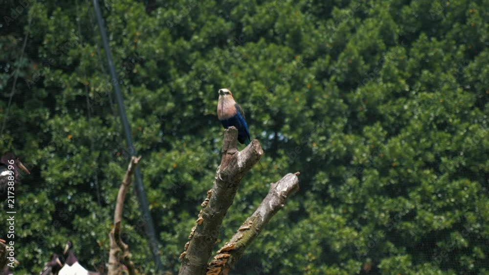A beautiful Blue Bellied Roller bird sitting on a cut branch and looking around. A beautiful Blue Bellied Roller bird sitting on a cut branch and looking around.