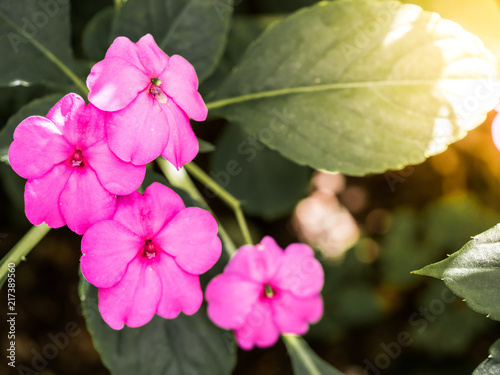 Beautiful flower in the garden with flare.