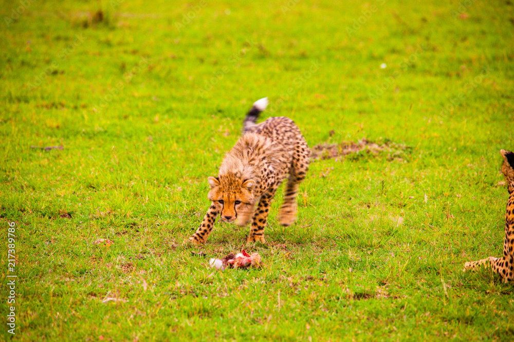 Portrait shots of cheetahs and cubs playing and lounging in Africa Portrait shots of cheetahs and cubs playing and lounging in Africa