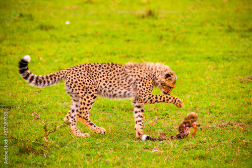 Portrait shots of cheetahs and cubs playing and lounging in Africa