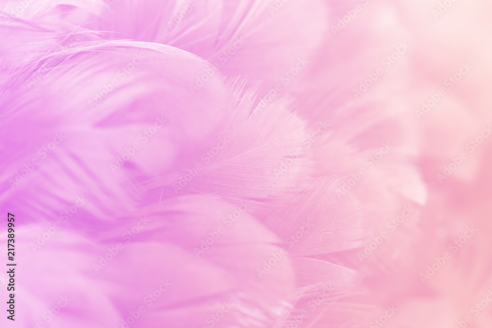 Pastel colored of chicken feathers in soft and blur style for the background