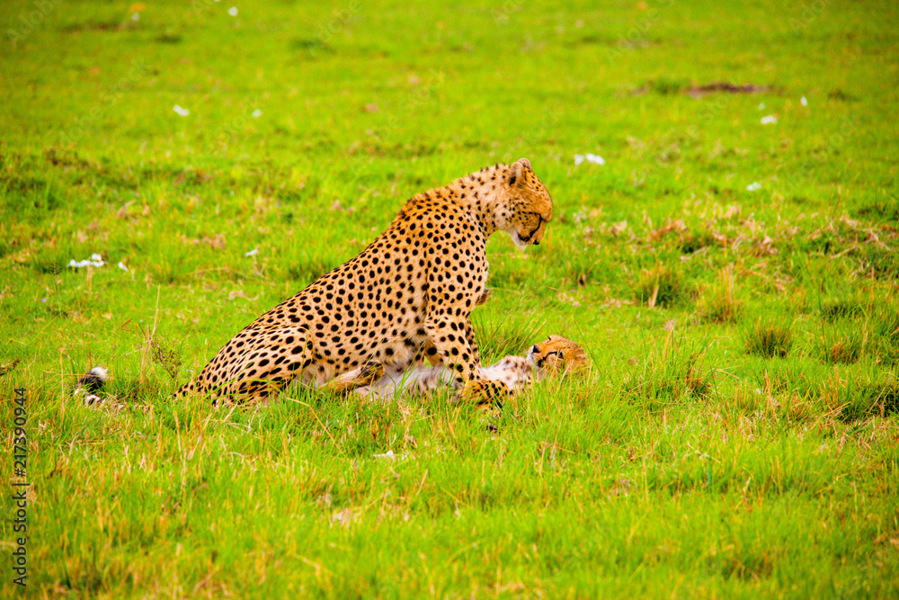 Portrait shots of cheetahs and cubs playing and lounging in Africa Portrait shots of cheetahs and cubs playing and lounging in Africa