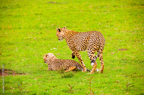 Portrait shots of cheetahs and cubs playing and lounging in Africa