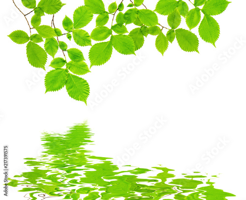Branch with green leaves re...