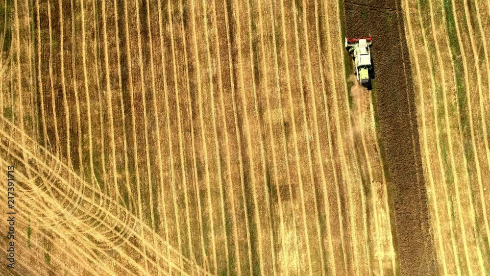 Aerial drone shot of combine harvester harvesting wheat field on a sunny summer day Aerial drone shot of combine harvester harvesting wheat field on a sunny summer day