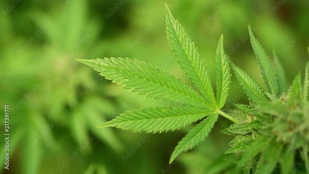 Cannabis plant, Leaf Close up shot. Cannabis plant, Leaf Close up shot.