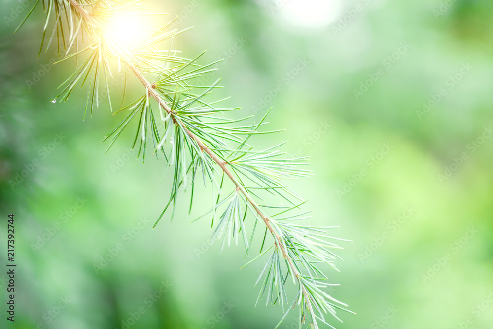 Close up of pine branch with green needles. Close up of pine branch with green needles.
