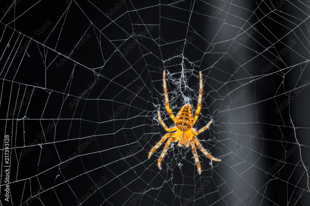 Common outdoor spider in Oregon - Cross orb weaver (Araneus diadematus) on the web. Common outdoor spider in Oregon - Cross orb weaver (Araneus diadematus) on the web.