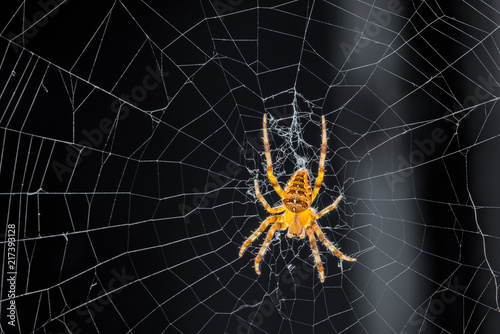 Common outdoor spider in Oregon - Cross orb weaver (Araneus diadematus) on the web.