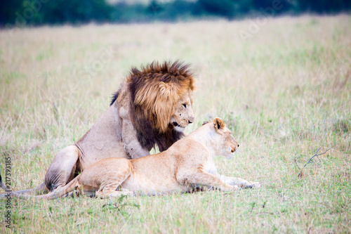 Fototapeta Naklejka Na Ścianę i Meble -  Portrait shots of a lion, lioness and cubs in Africa