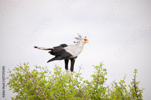 Portrait shots of different species of birds in Africa
