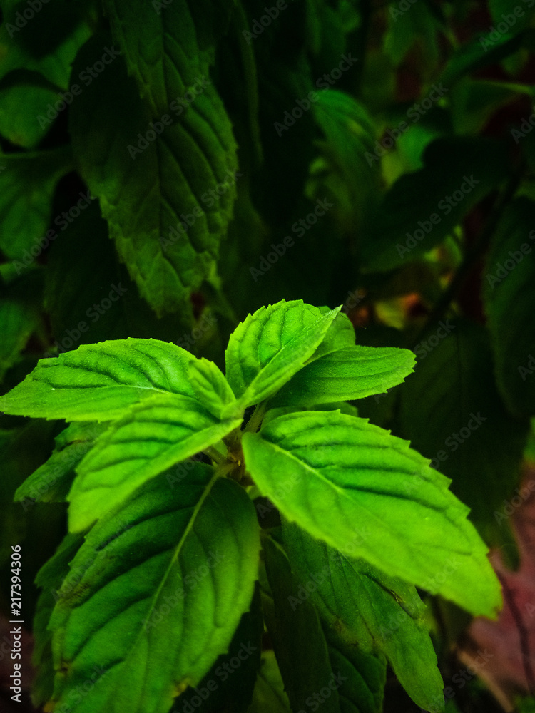 Leaf Leaf