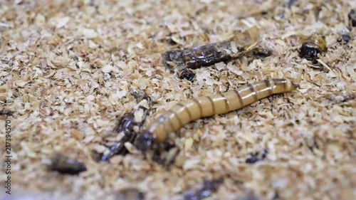 Macro tracking shot following a Superworm crawling across a bed of ground meal in a breeding enclosure photo