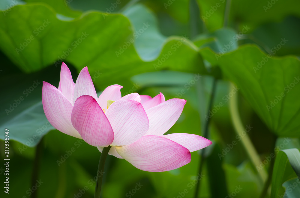 蓮の花 蓮の花