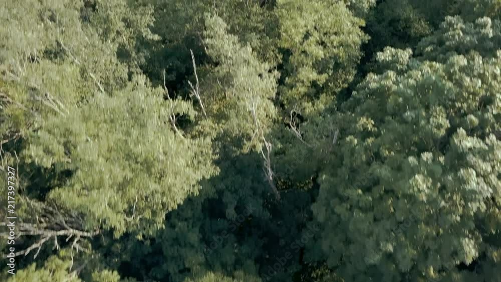 Aerial shot looking down of mixed woodland Aerial shot looking down of mixed woodland