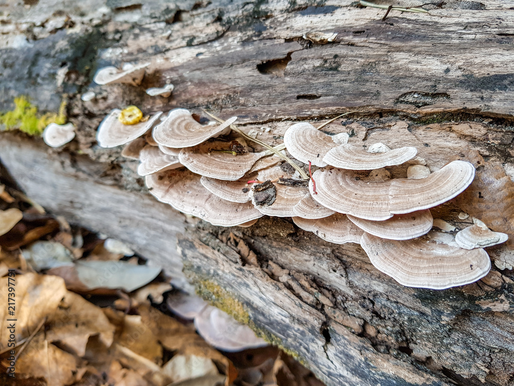 Wild thin plate shaped mushrooms grow on dead tree in the forest