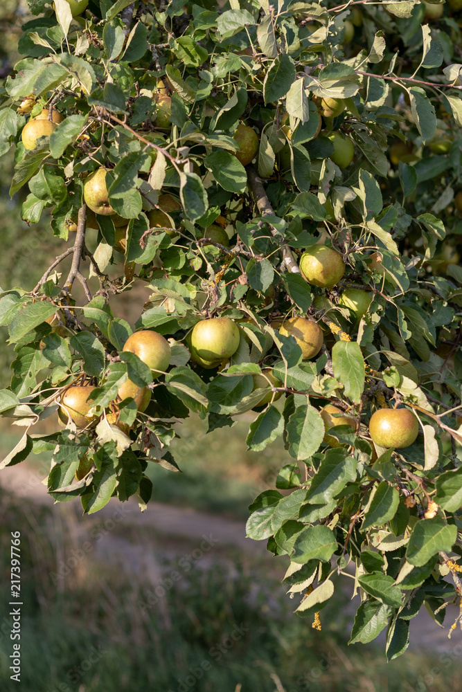 Riping apples hanging at an apple tree in an orchard Riping apples hanging at an apple tree in an orchard