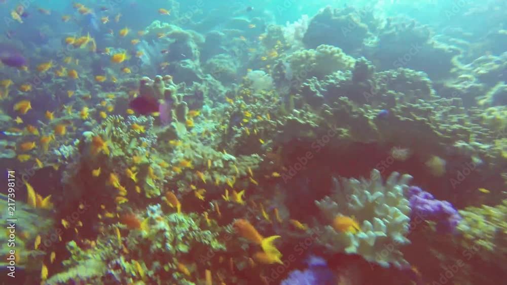Diving with a large school of fish in Fiji