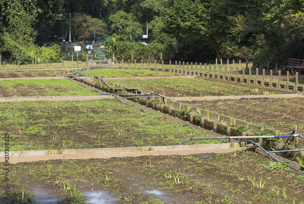 肥料が施された秋の花菖蒲園(埼玉県狭山市) 肥料が施された秋の花菖蒲園(埼玉県狭山市)