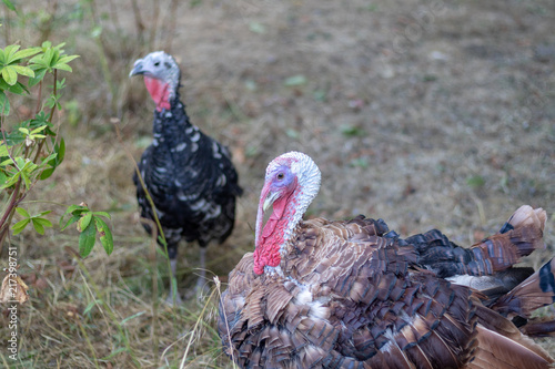 Two male turkeys in a run behind the house