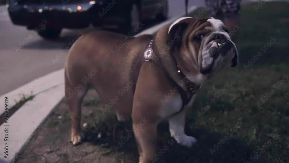 A clip of my pug out for a nightly walk A clip of my pug out for a nightly walk