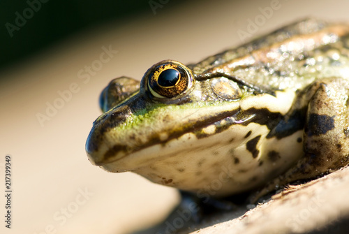 Portrait of a frog close-up.