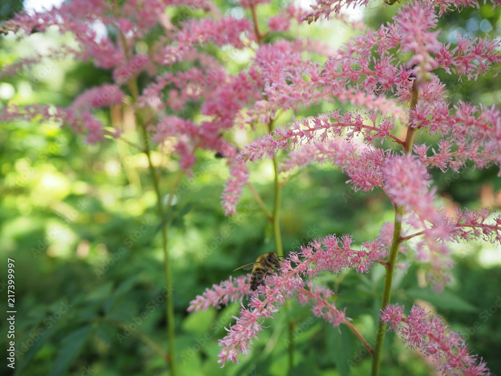 Pink flower with bee and green plants in the background Pink flower with bee and green plants in the background
