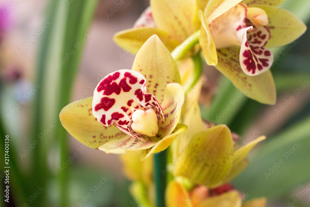 Obraz premium Orchid