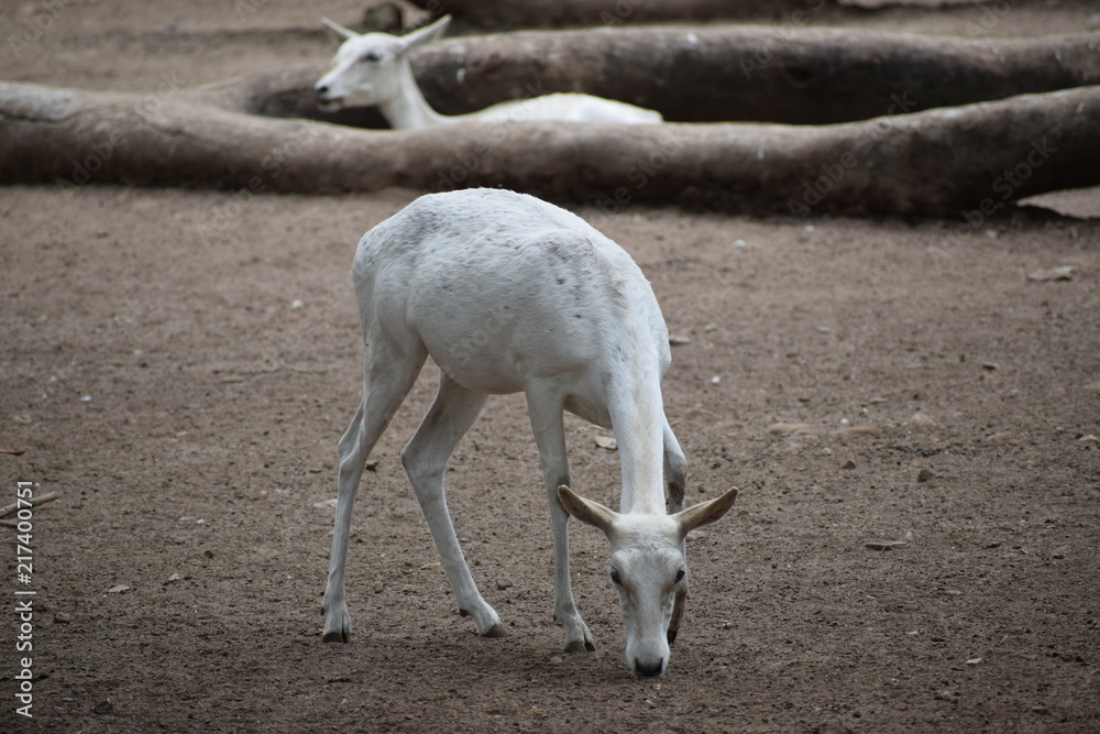 Obraz premium white deer