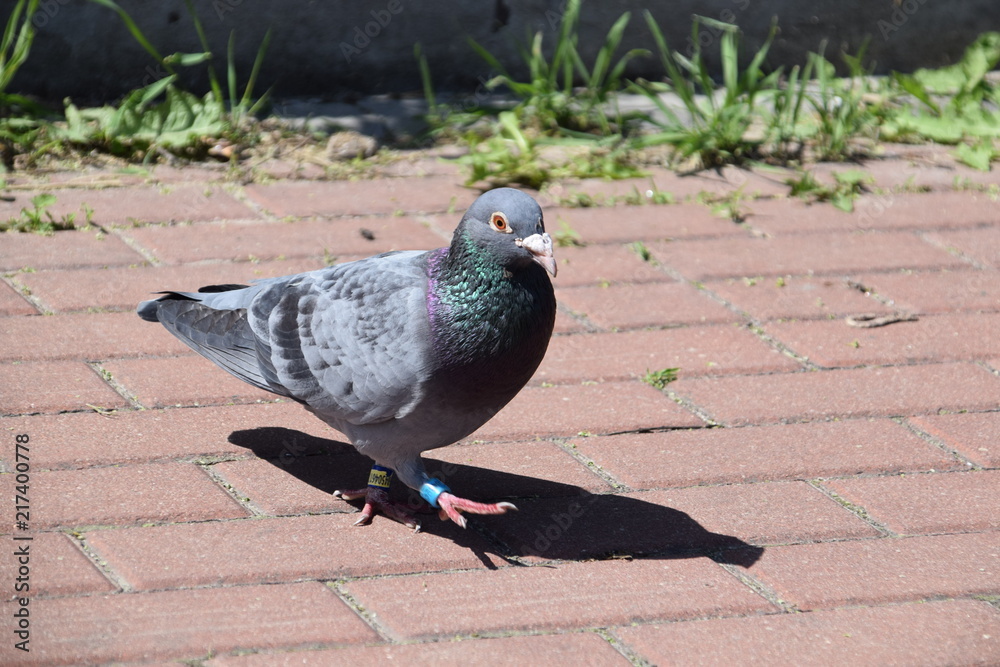 Obraz premium Gołąb