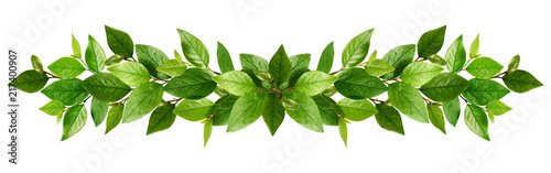 Twigs with fresh green leav...