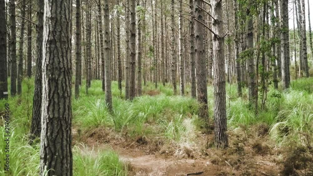 Tracking shot through pine forrest Tracking shot through pine forrest