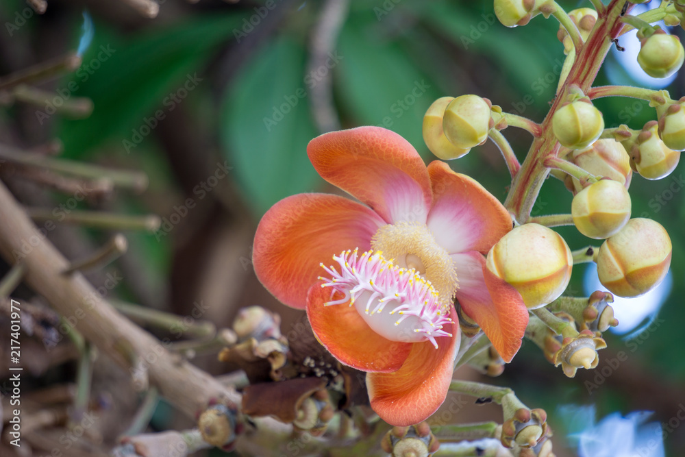Flowers of Shorea robusta also known as sal, sakhua or shala tree. This tree is religious significance to Hindu and Buddhism. Flowers of Shorea robusta also known as sal, sakhua or shala tree. This tree is religious significance to Hindu and Buddhism.