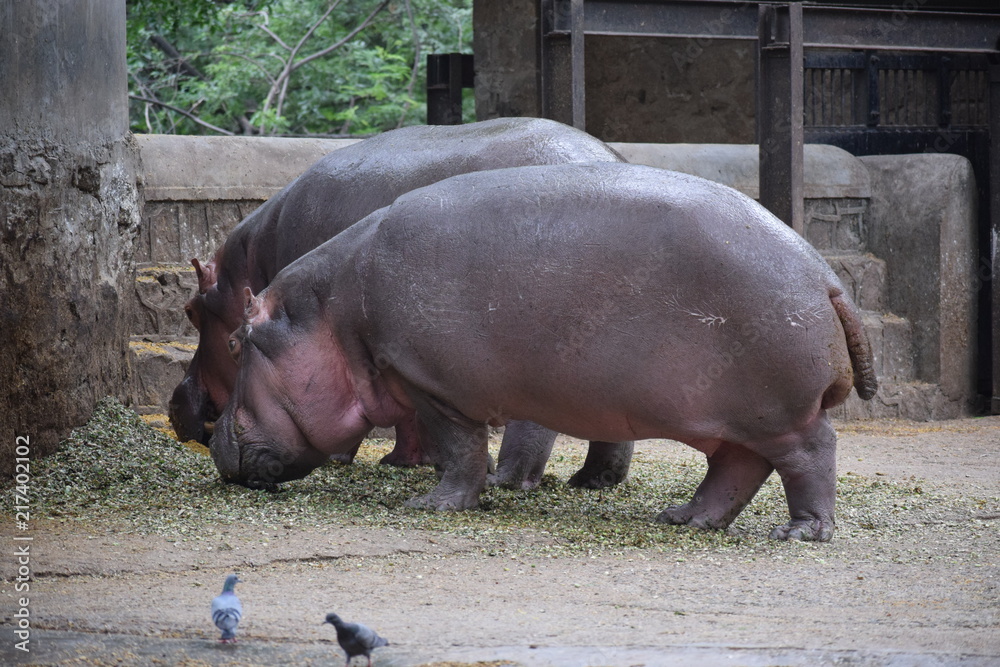 hippopotamus hippopotamus