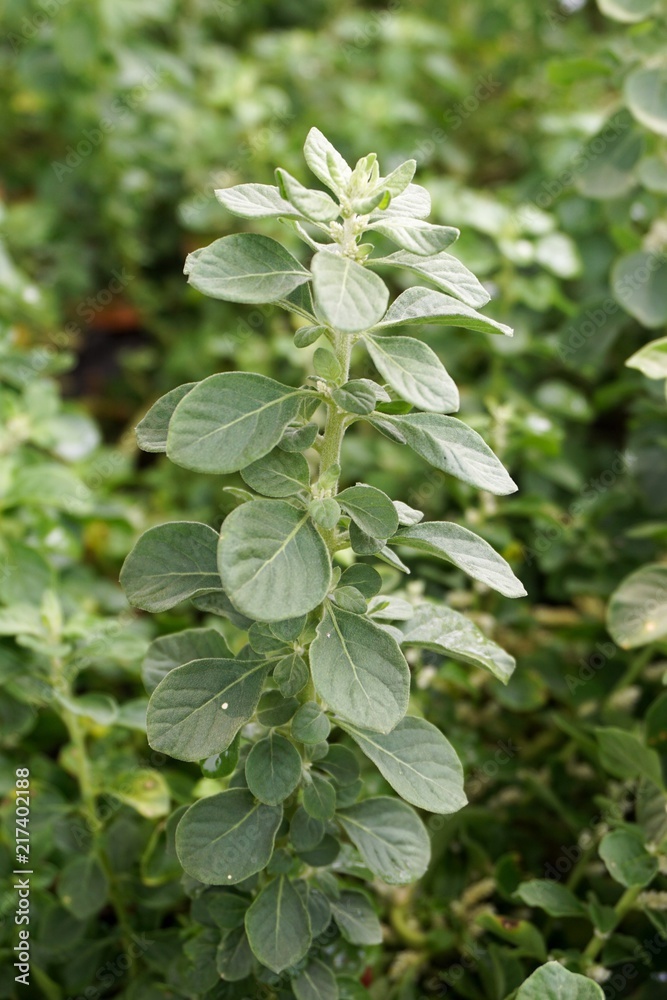 Obraz premium Aerva lanata plant in nature garden