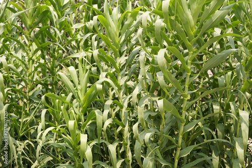 Phragmites australis grass in nature garden