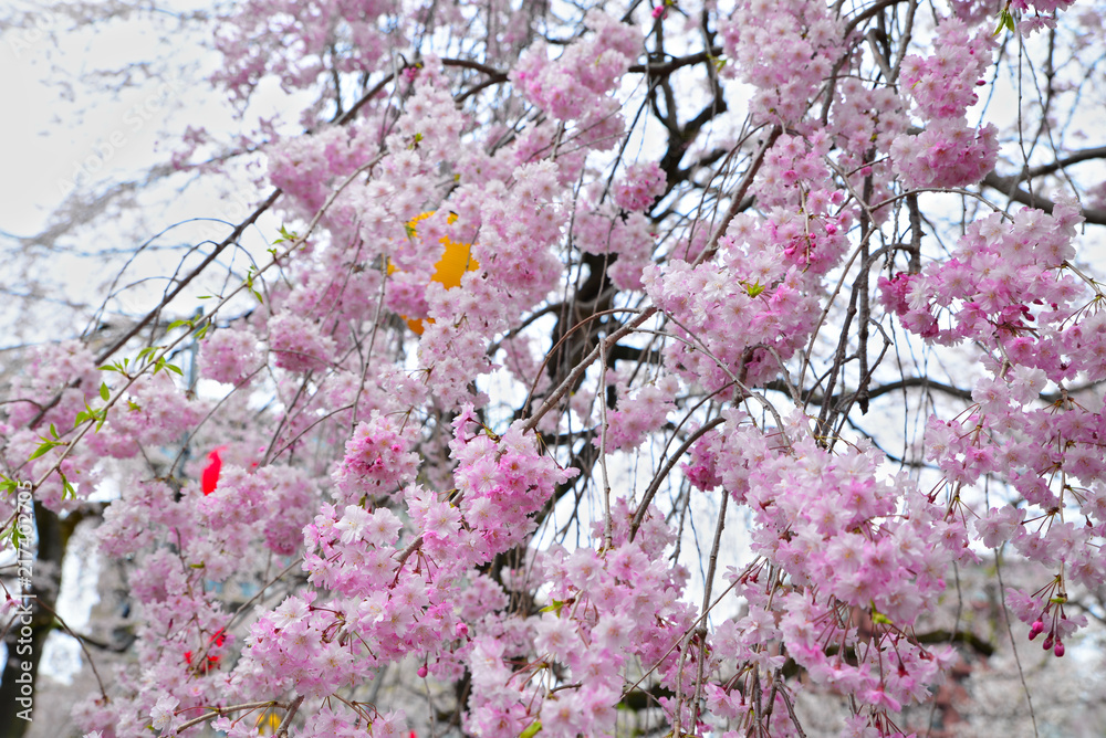 Fototapeta premium Sakura pink trees