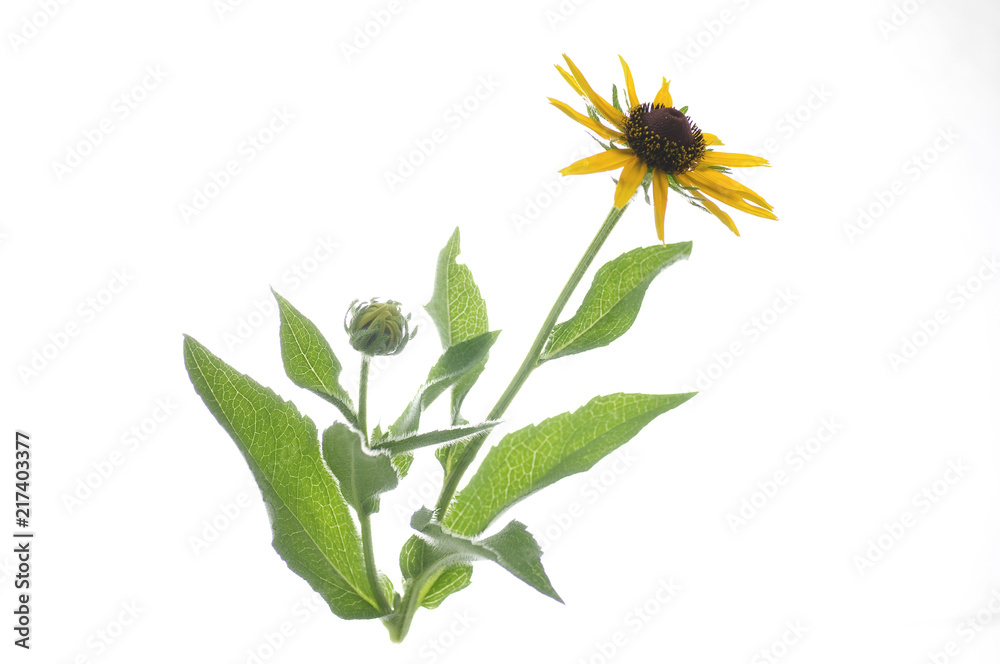 Fototapeta premium flowers of rudbeckia on a white background