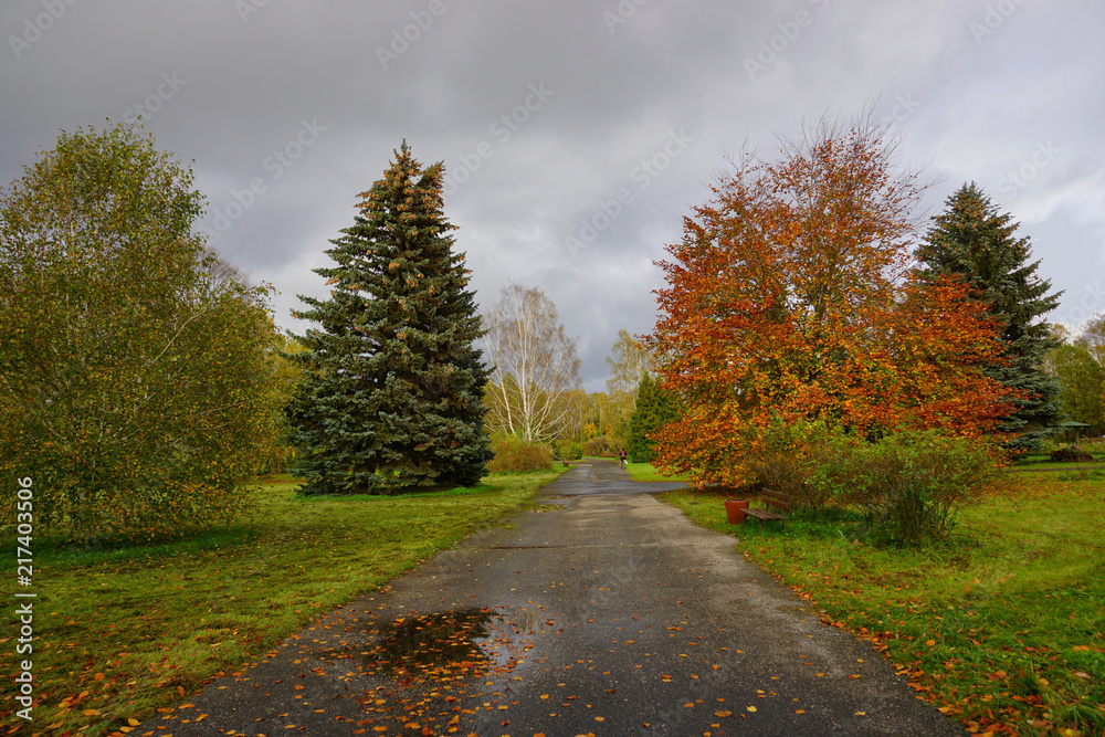Autumn landscape - autumn  trees  in cloudy day - autumn in park
