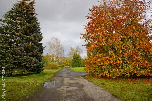 Autumn landscape - autumn trees in cloudy day - autumn in park 